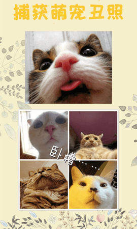 猫语翻译王 v2.6 安卓版截图_3