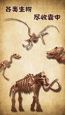 化石博物馆正式版 1.3 安卓版（Museum）截图_3